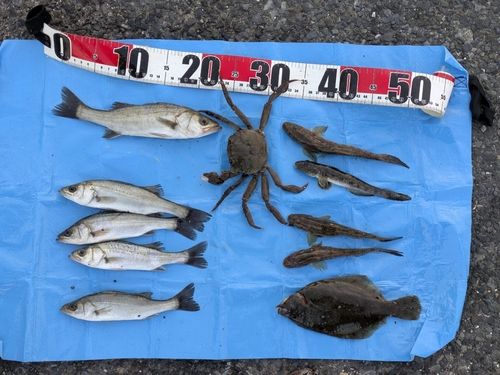 若洲海浜公園海釣り施設