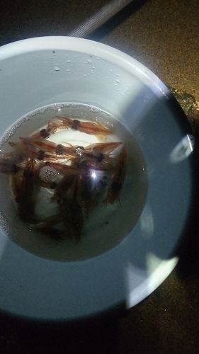 ホタルイカの釣果