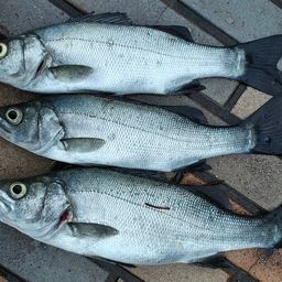 フッコ（ヒラスズキ）