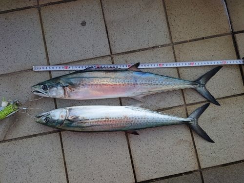 サゴシの釣果