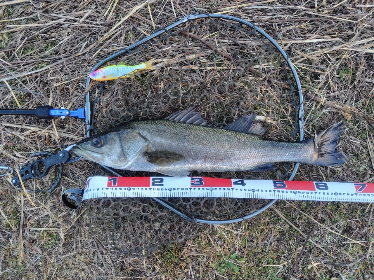 SHIMANO 23ディアルーナ S90Mの最安値・インプレ・釣果 | 本音の口コミ