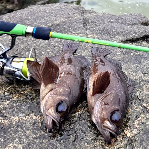 メバルの釣果
