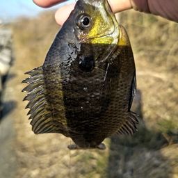 ブルーギル
