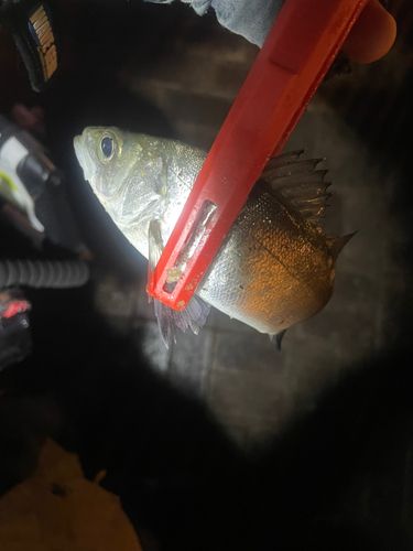 セイゴ（マルスズキ）の釣果