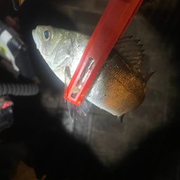 セイゴ（マルスズキ）