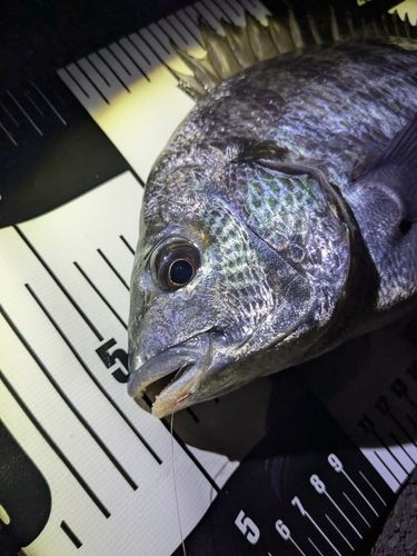 クロダイの釣果