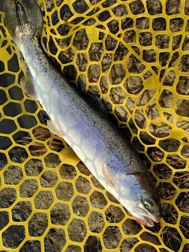 ヤシオマスの釣果