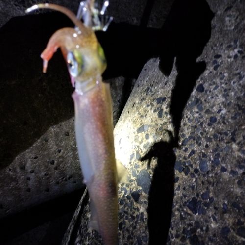 ヤリイカの釣果