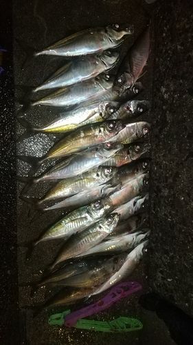 マアジの釣果