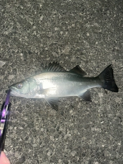 ヒラスズキの釣果