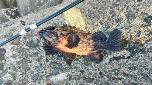 オウゴンムラソイの釣果