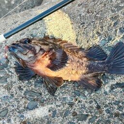 オウゴンムラソイ