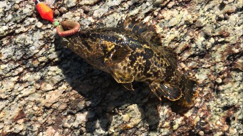 タケノコメバルの釣果
