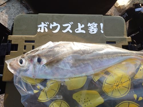 マアジの釣果