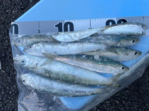 マイワシの釣果