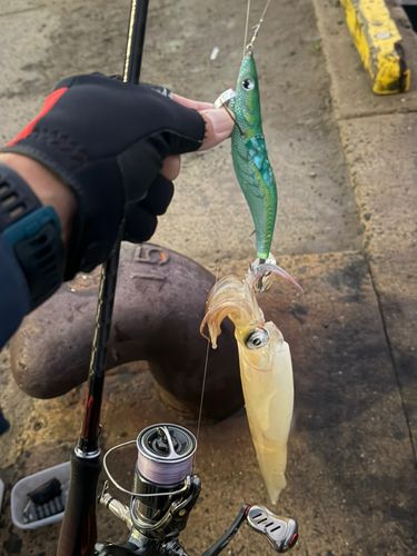 ササイカの釣果