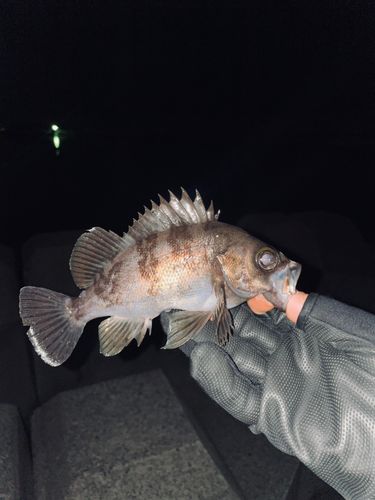 シロメバルの釣果