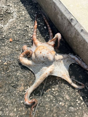 タコの釣果
