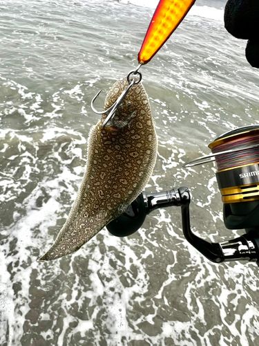 シタビラメの釣果