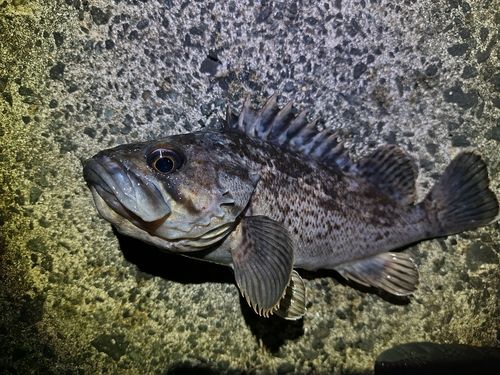 クロソイの釣果