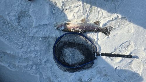 レインボートラウトの釣果