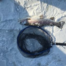 レインボートラウト