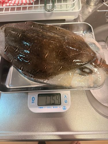 コウイカの釣果