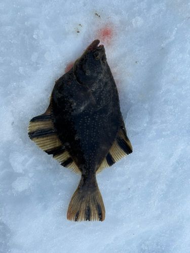 カワガレイの釣果