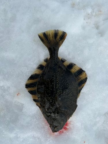 カワガレイの釣果