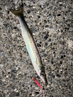 アカカマスの釣果