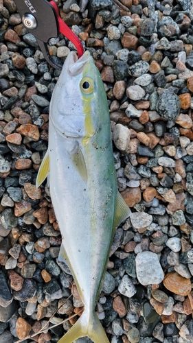 コズクラの釣果