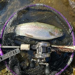 レインボートラウト