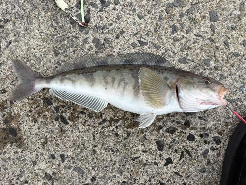 ホッケの釣果
