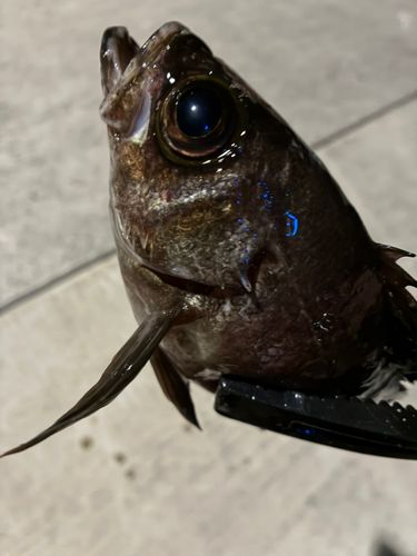 金沢水際線緑地（福浦岸壁）