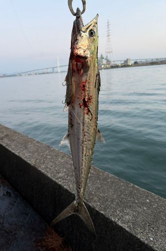 サゴシの釣果