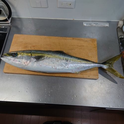 メジロの釣果