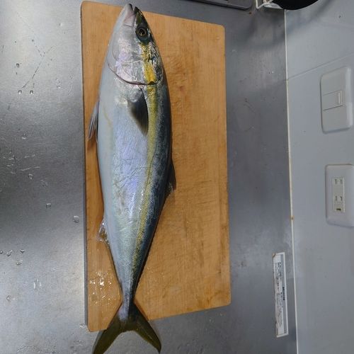 メジロの釣果