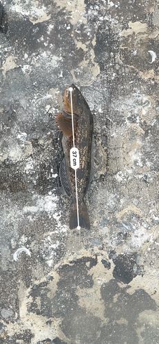 コノシロの釣果