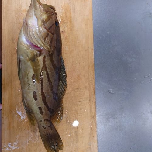 ホウキハタの釣果