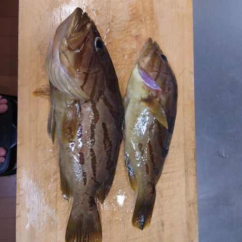 ホウキハタの釣果