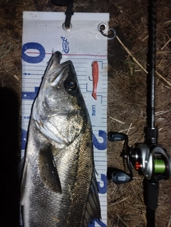 シーバスの釣果