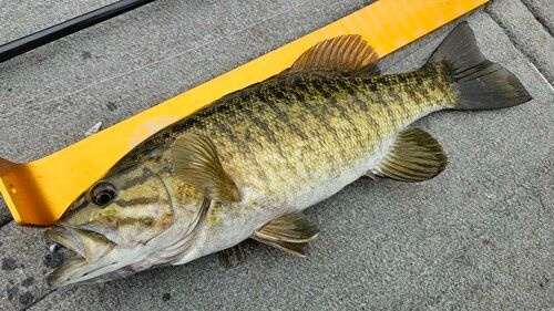 スモールマウスバスの釣果
