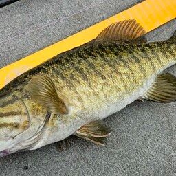 スモールマウスバス