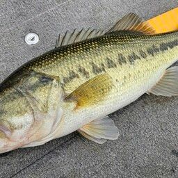 ラージマウスバス