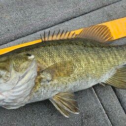 スモールマウスバス