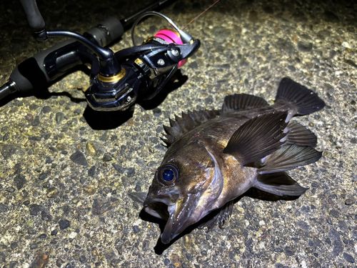 メバルの釣果
