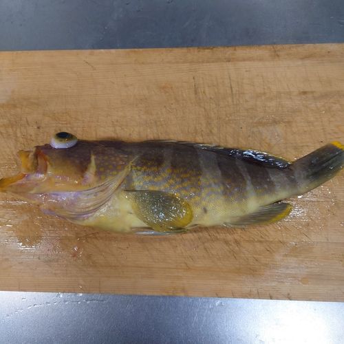 アオハタの釣果