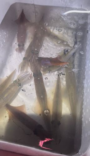 ササイカの釣果