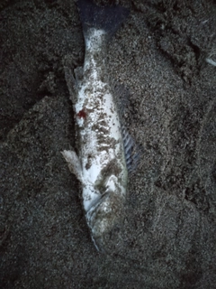 セイゴ（マルスズキ）の釣果