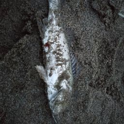 セイゴ（マルスズキ）